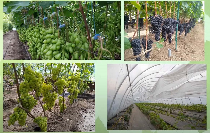 Тепличне вирощування винограду